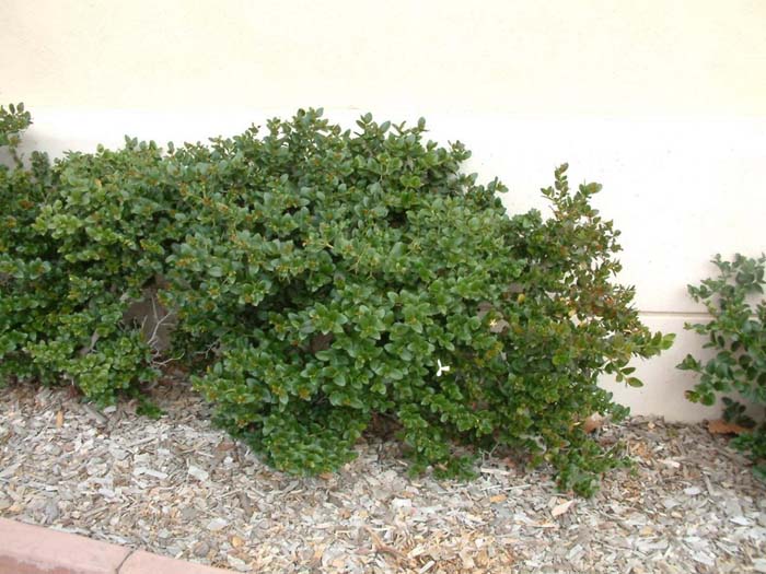 Carissa macrocarpa