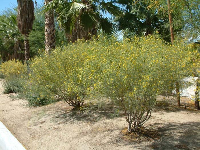 Feathery Cassia or Senna