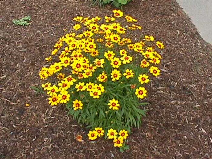 Plant photo of: Coreopsis grandiflora 'Sun Ray'