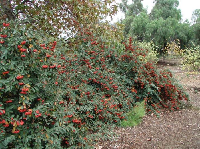 Cotoneaster lacteus