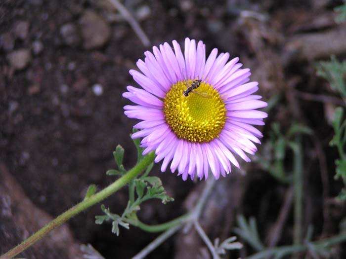 Erigeron glaucus