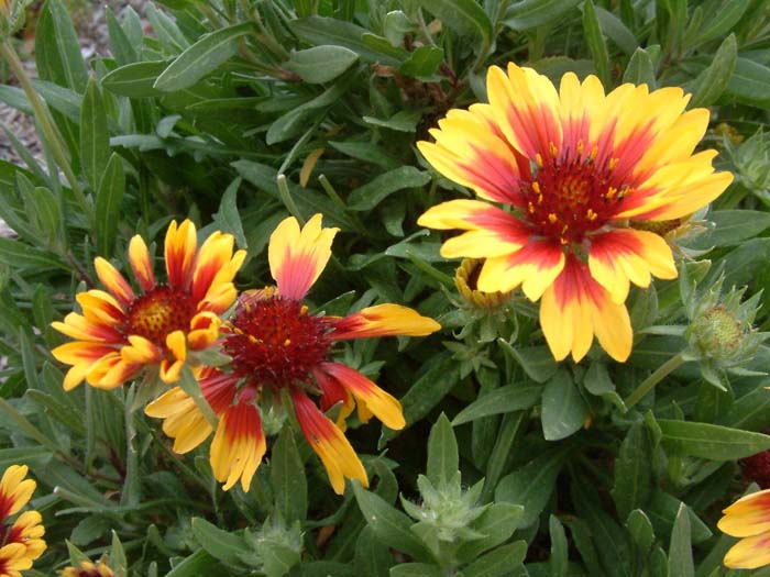 Plant photo of: Gaillardia X grandiflora