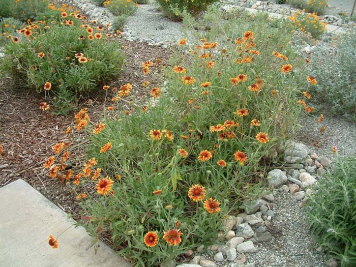 Plant photo of: Gaillardia X grandiflora