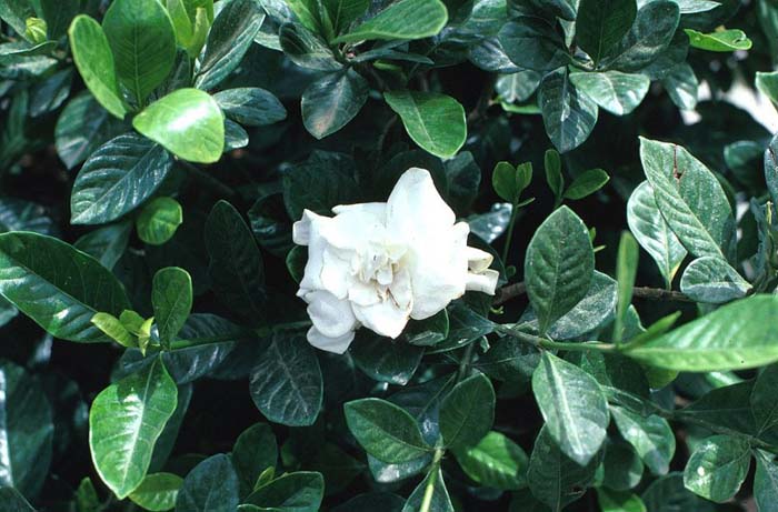 Gardenia augusta