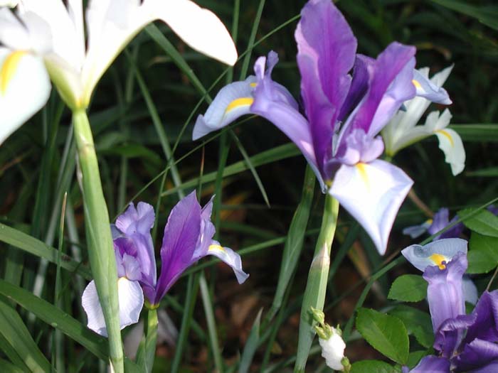 Dutch Iris or Spanish Iris