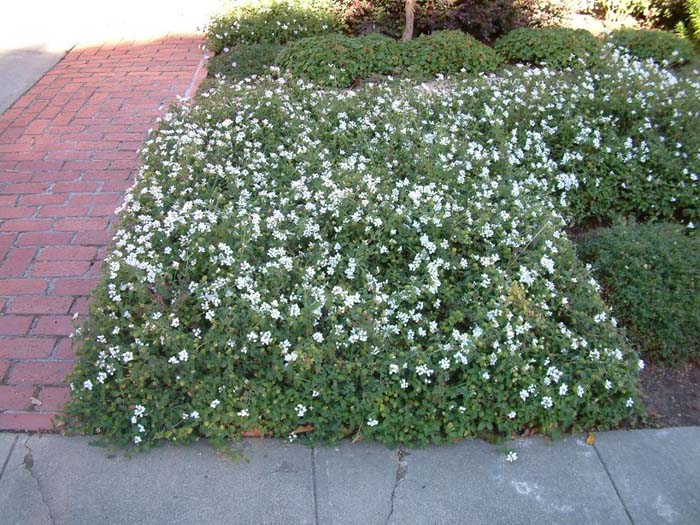 Plant photo of: Lantana montevidensis 'White'