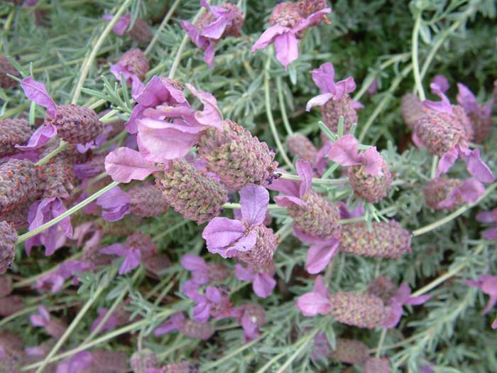 Plant photo of: Lavandula stoechas 'Otto Quast'