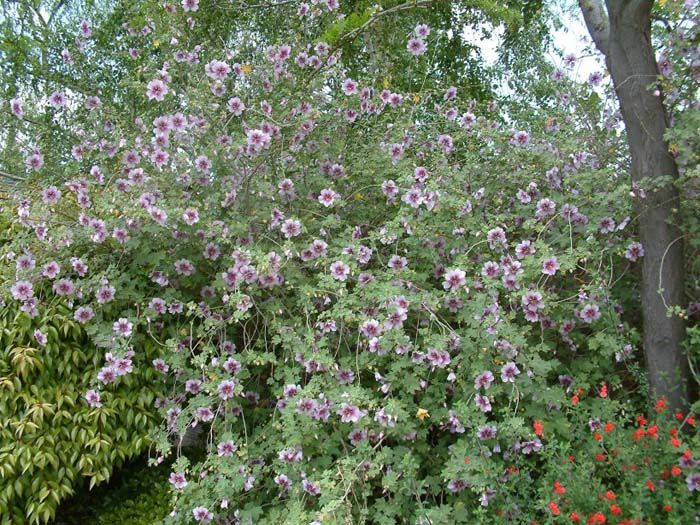 Lavatera maritima