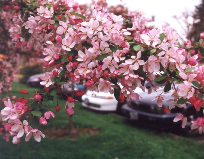 Plant photo of: Malus floribunda