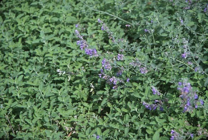 Plant photo of: Nepeta X faassenii