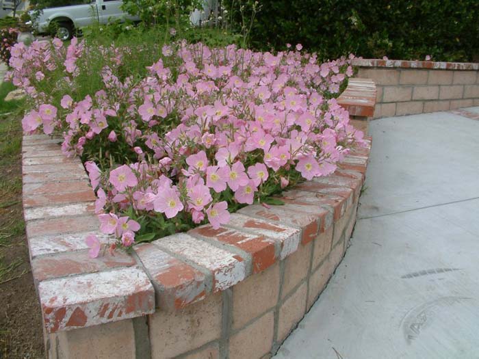 Plant photo of: Oenothera speciosa 'Rosea'