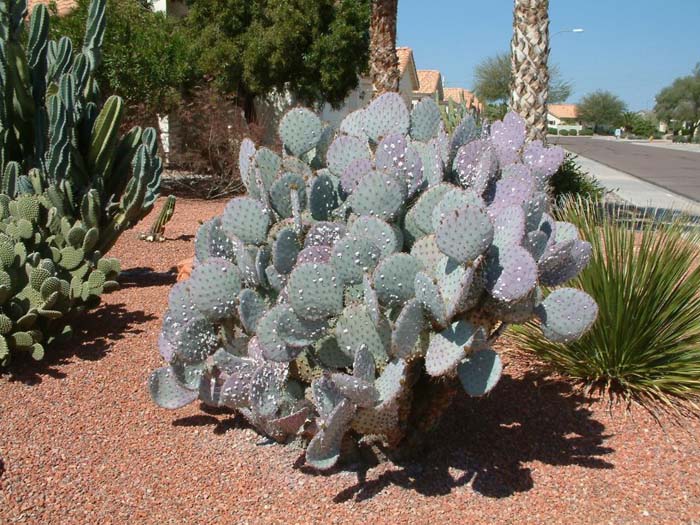 Opuntia violacea santa-rita