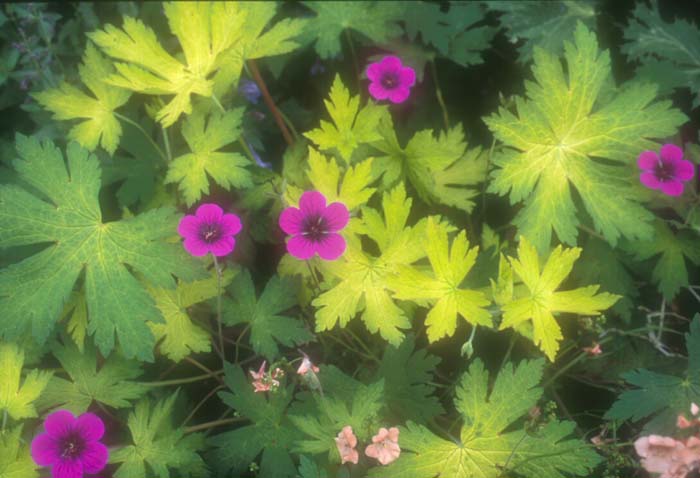 Ann Folkard Geranium