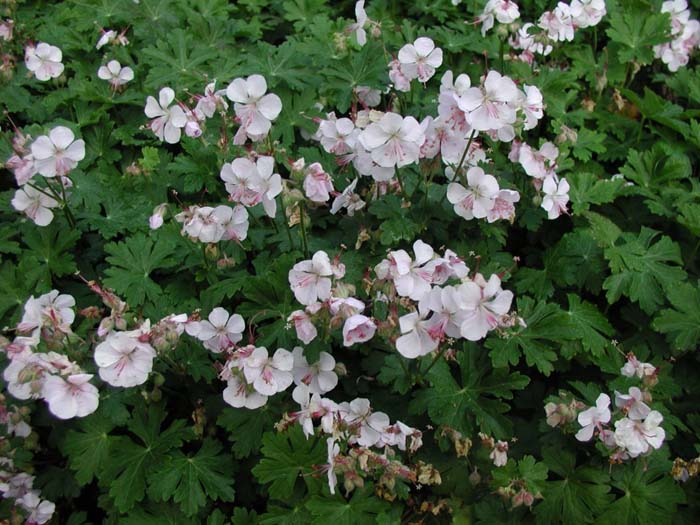 Geranium 'Biokjo'