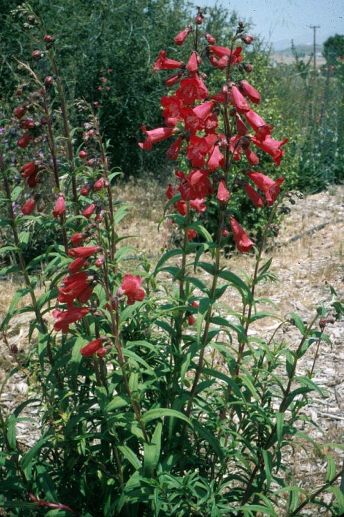 Firebird Border Penstemon