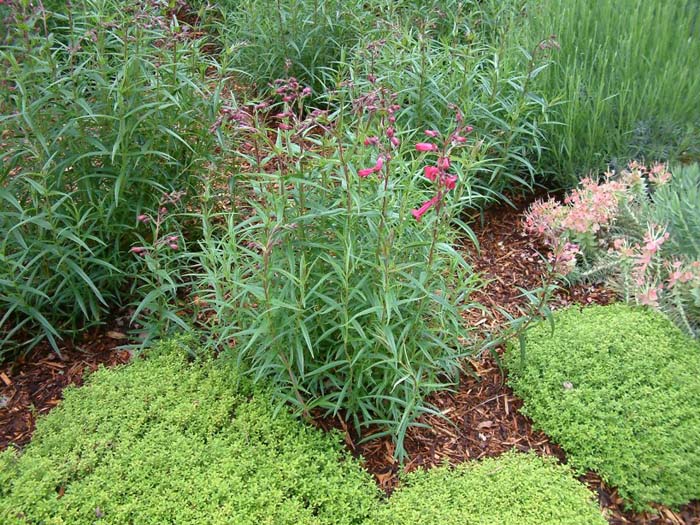 Penstemon X gloxinioides 'Garnet'