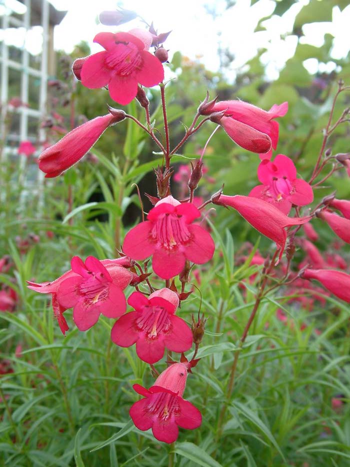 Plant photo of: Penstemon X gloxinioides 'Garnet'