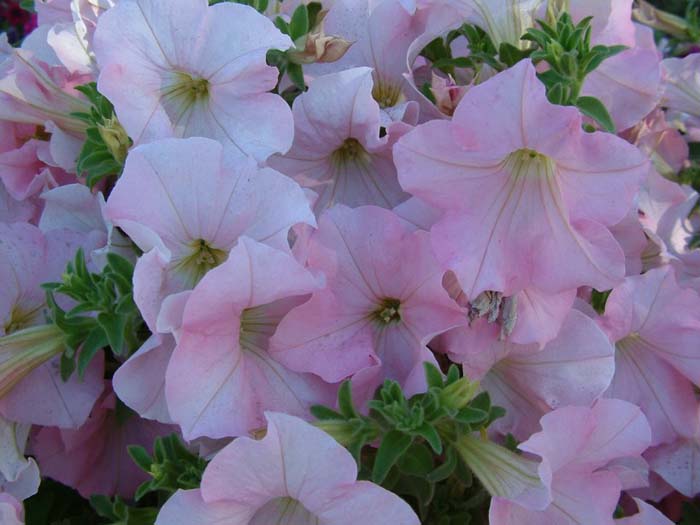 Plant photo of: Petunia X hybrida