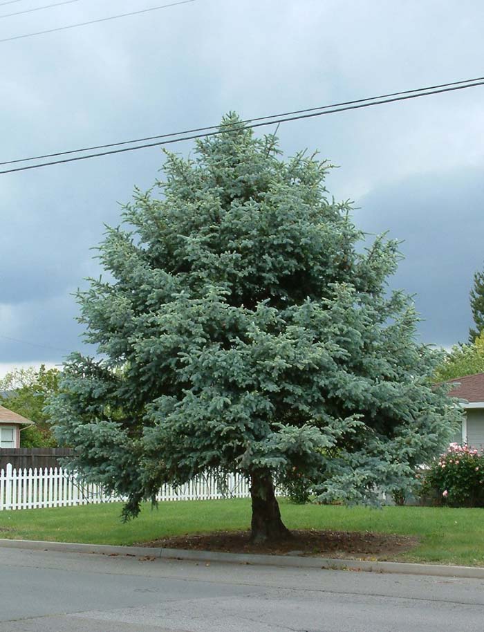 Picea pungens glauca