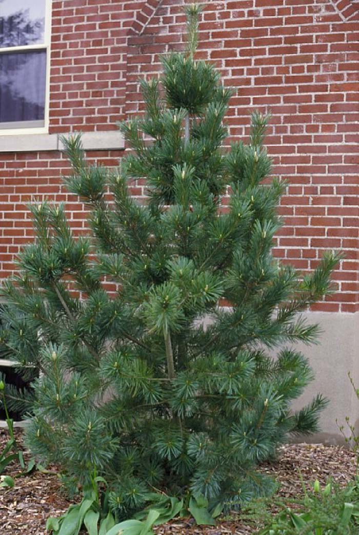 Pinus flexilis 'Vanderwolf's Pyramid'