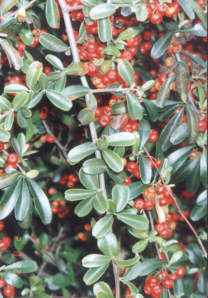 Pyracantha koidzumii 'Santa Cruz'