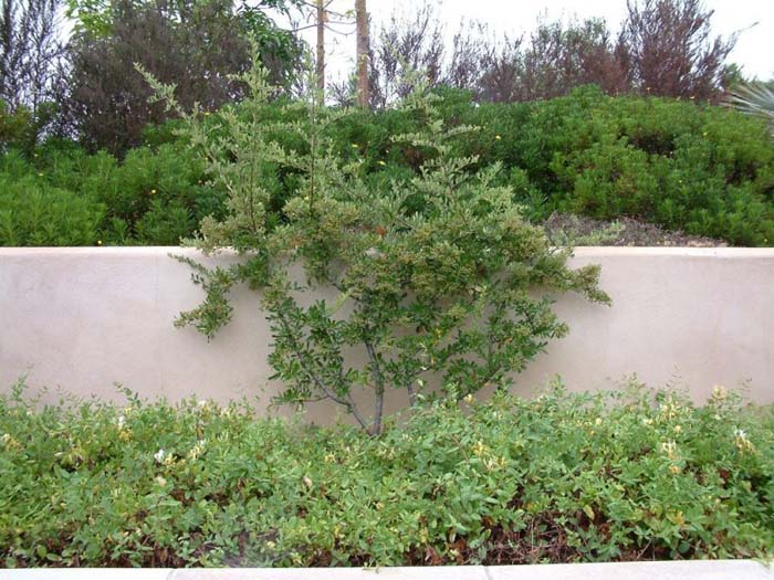 Graberi Pyracantha