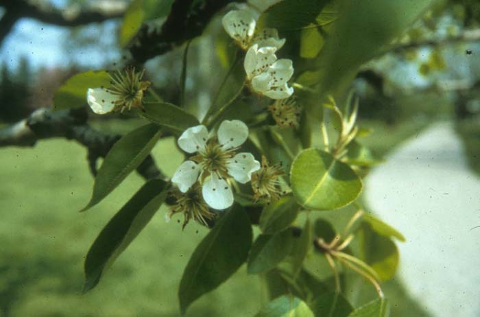 Edible Pear