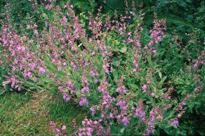 Plant photo of: Salvia officinalis