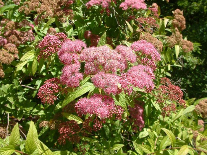 Plant photo of: Spiraea japonica 'Anthony Waterer'