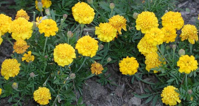 Plant photo of: Tagetes patula