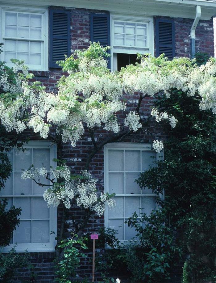 White Flower Chinese Wisteria