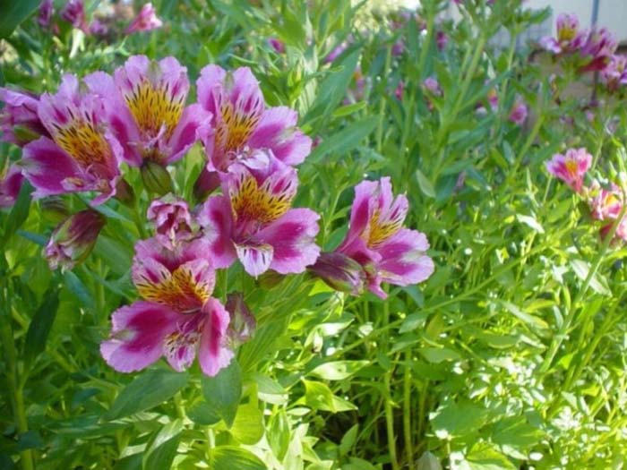 Plant photo of: Alstroemeria hybrids