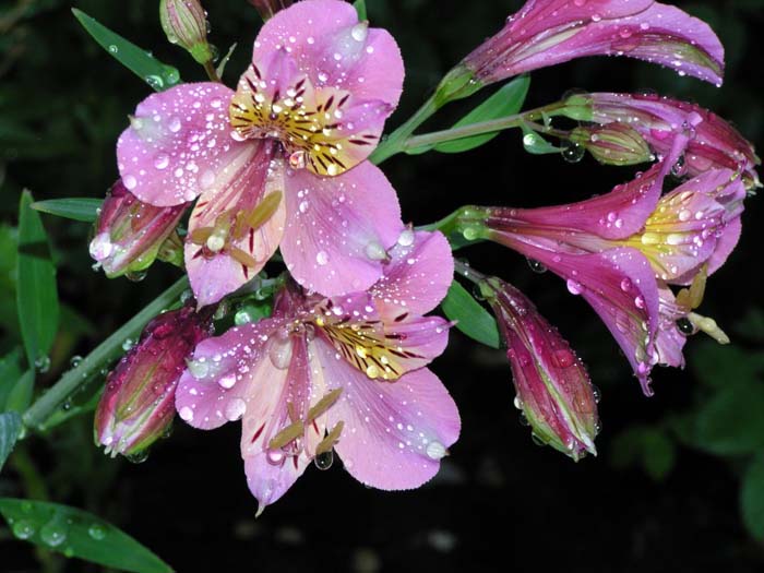 Plant photo of: Alstroemeria hybrids