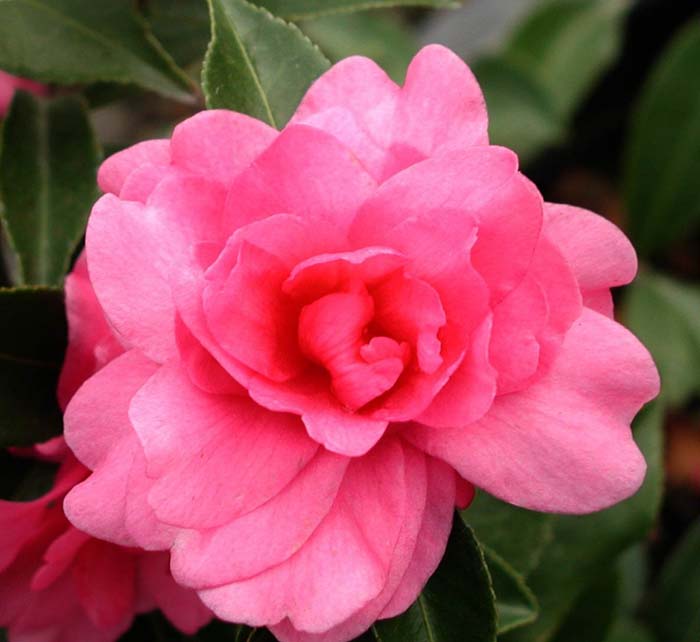 Camellia sasanqua