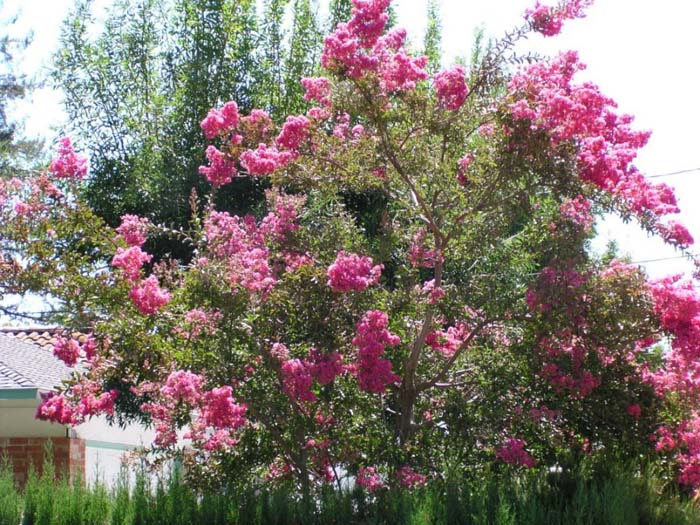 Crape Myrtle, General Varieties