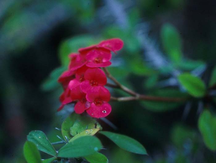 Plant photo of: Euphorbia milii
