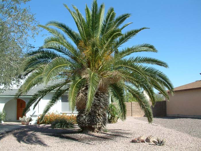 Plant photo of: Phoenix canariensis