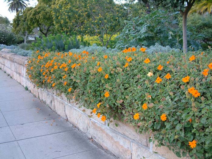 Thunbergia gregorii