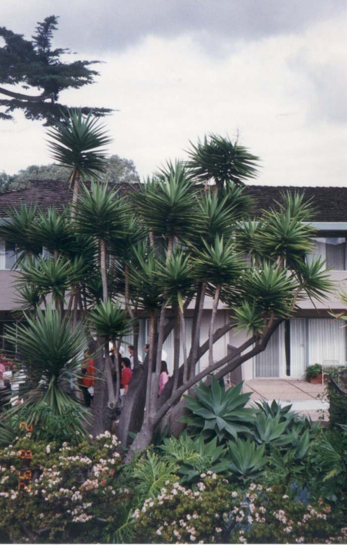 Yucca gloriosa