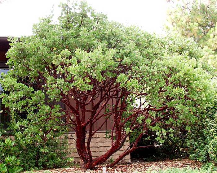 Manzanita, Dr. Hurd