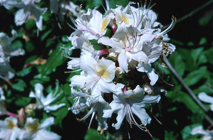 Rhododendron occidentale