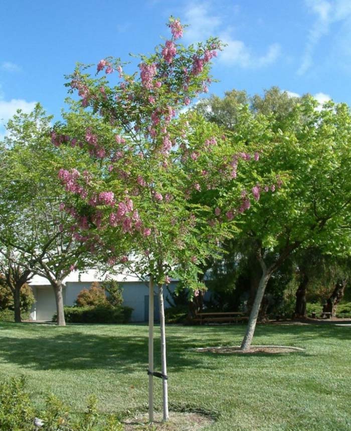 Robinia X ambigua 'Purple Robe'