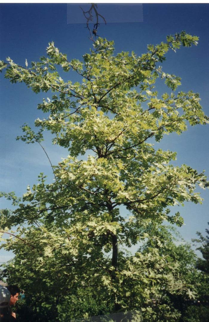 Plant photo of: Quercus kelloggii