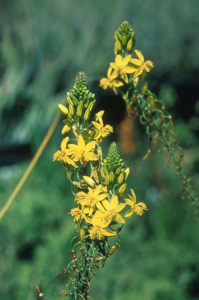 Bulbine frutescens