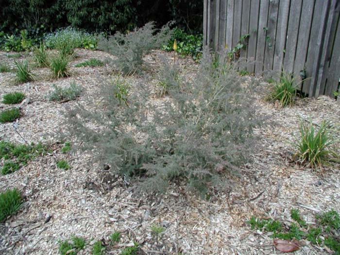 Gray Honey Myrtle