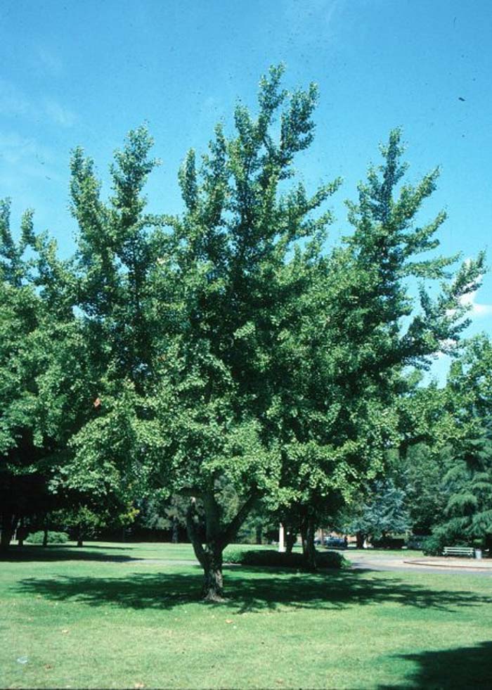 Plant photo of: Ginkgo biloba