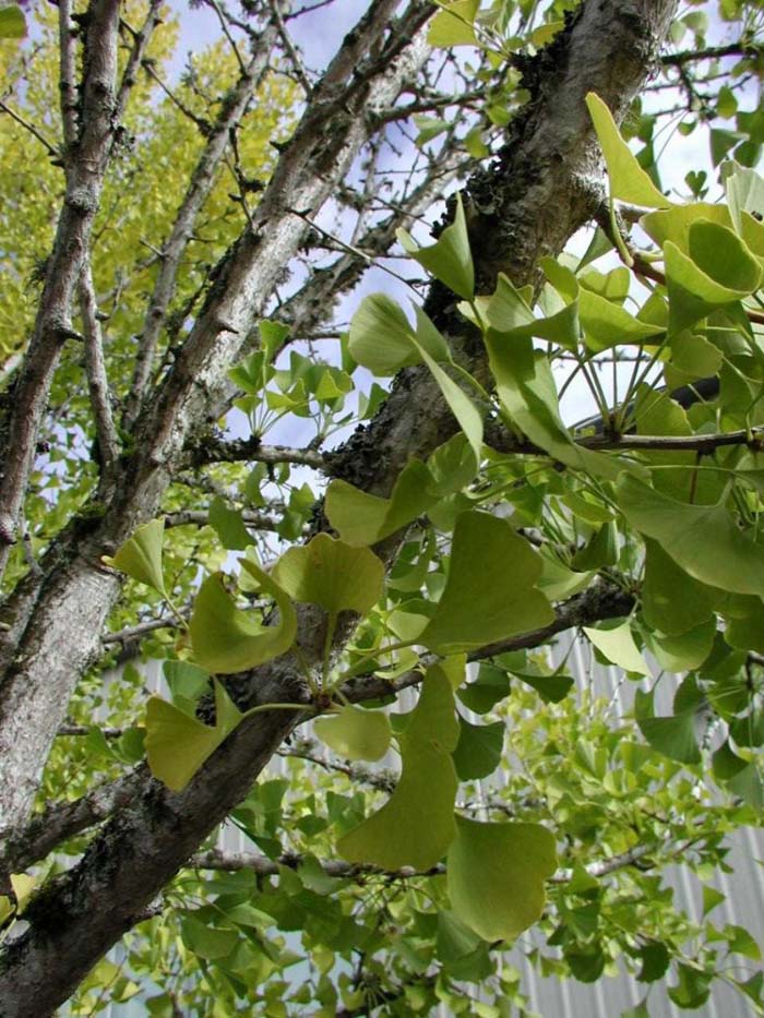 Plant photo of: Ginkgo biloba