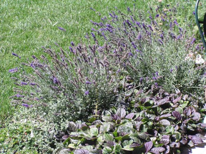 Hidcote Lavender