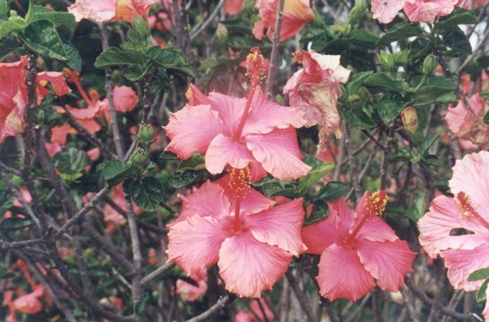 Tropical Hibiscus, Rose of China