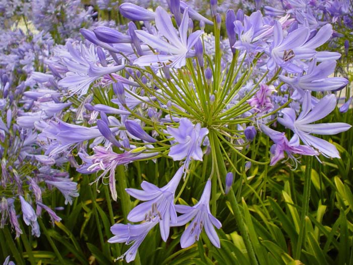 Plant photo of: Agapanthus africanus